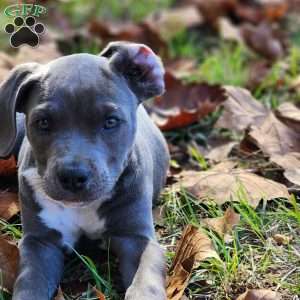 Simone, Cane Corso Mix Puppy